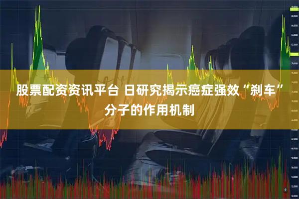 股票配资资讯平台 日研究揭示癌症强效“刹车”分子的作用机制
